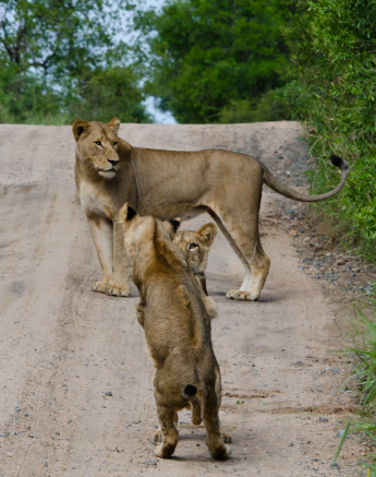 Lions In The Road