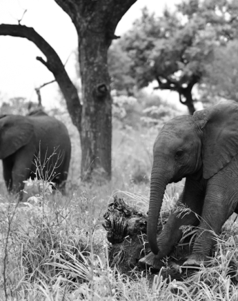 Luxury Safari 6 Luxury Safari 6