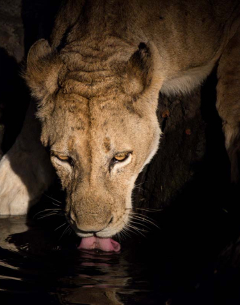 15sp Lioness And Charston Male Grant Rodewijk 031 15sp Lioness And Charston Male Grant Rodewijk 031