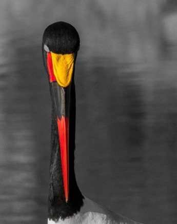 12Sheldon Hooper Sadlebill Colour 12Sheldon Hooper Sadlebill Colour