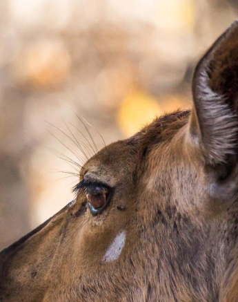 27Sheldon Hooper Nyala Winter 27Sheldon Hooper Nyala Winter