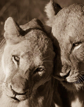 32Terry Ennever SP16517 2 Final