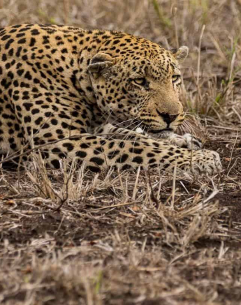 18Kevan Dobbie Xovo Warthog Kill 211018 Final