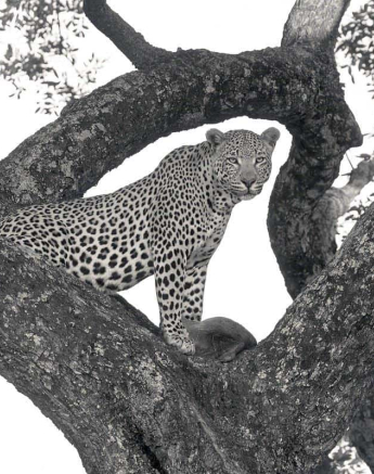 13Francois Malan WD Kill 20181025 2 Of 3 Final