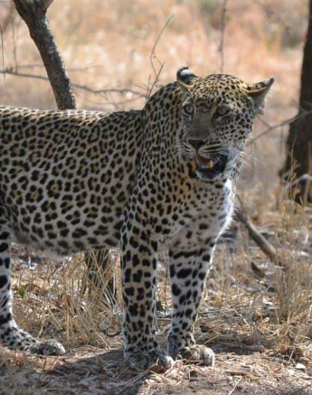 16Ronald Mutero Scotia 21102019 Final