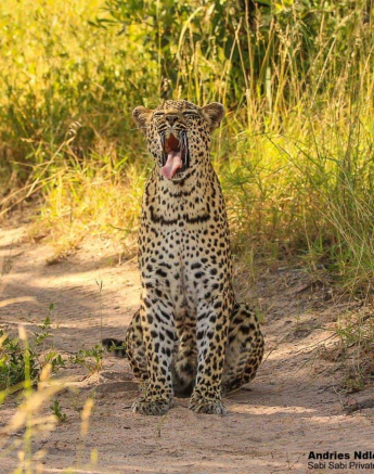 29andries.ndlovu Leopard.schotiacub 10.2.20 7 Final 29andries.ndlovu Leopard.schotiacub 10.2.20 7 Final