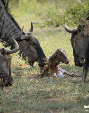 09Rebecca Boshoff Wildebeest Birth 9 10.12.2020 Final 09Rebecca Boshoff Wildebeest Birth 9 10.12.2020 Final