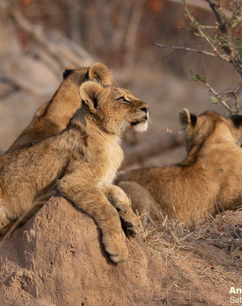 A09andries Lions.styx Blog 3 Final A09andries Lions.styx Blog 3 Final