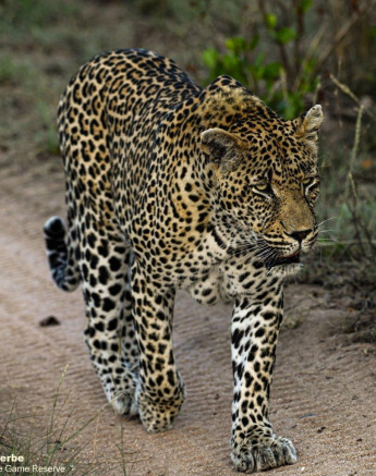 A26Jamiel Nweti2 01.12 Final