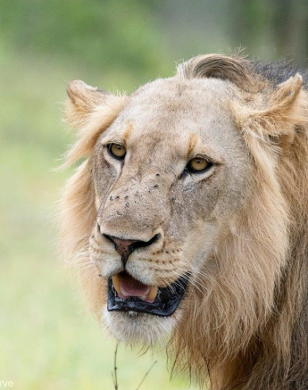 A17ronanld Unknown Male Lions 16122022 4 Final