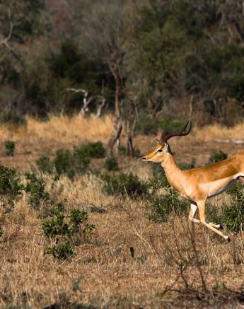 Impala Bound 1 Impala Bound 1