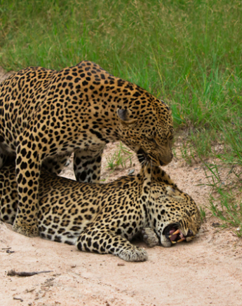S Leopards 6 S Leopards 6