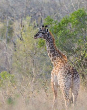 Giraffe Youngster Giraffe Youngster