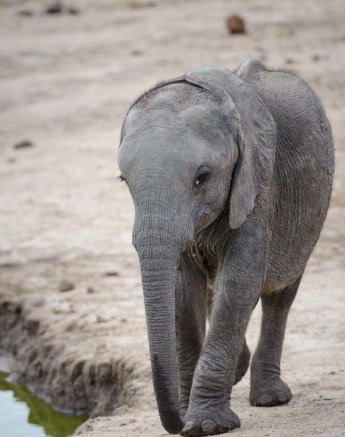 15Mike Palmer Ellies 020816 2 15Mike Palmer Ellies 020816 2