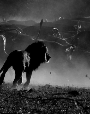 10Kyle 2 Sep Tsalala Vs Buffalo 8 Final 10Kyle 2 Sep Tsalala Vs Buffalo 8 Final