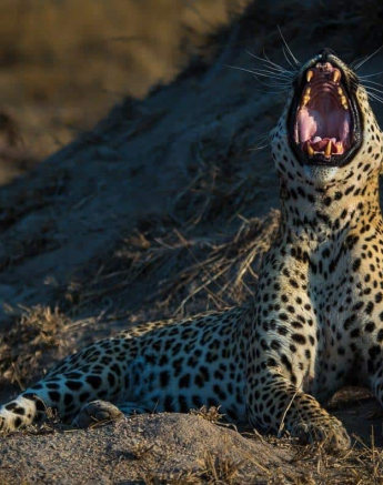 35 Kevan Dobbie Max 170818 3 Final