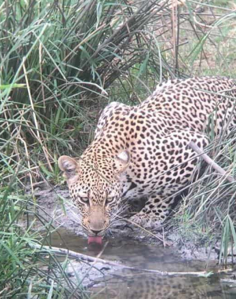 02Daniel Hitchings Msuthlu 21112018 Final