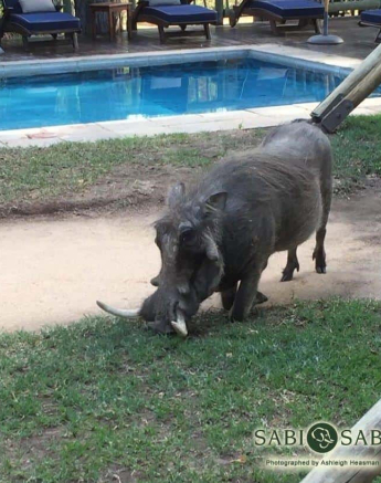 46Ashleigh Heasman Warthog Tusks Final