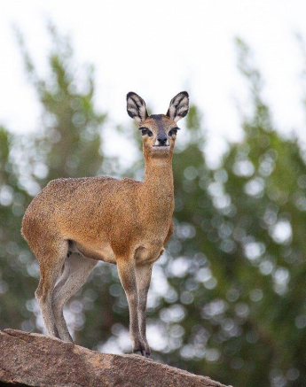 30Louise Murray Klipspringer 12042019 Final 30Louise Murray Klipspringer 12042019 Final