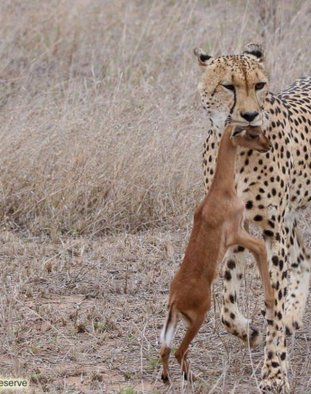 21andries Ndlovu Cheetah 191119 1 Final 21andries Ndlovu Cheetah 191119 1 Final