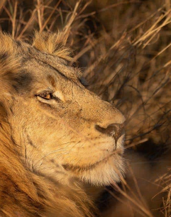 35Graeme Stewart Lion 070720 1 Final