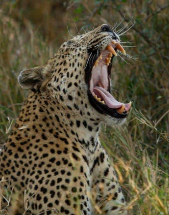 44Amy Roberts Leopard Max 2 140720 Final 44Amy Roberts Leopard Max 2 140720 Final