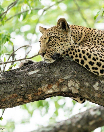 23Marlon Du Toit Kigelia In Tree Final 23Marlon Du Toit Kigelia In Tree Final