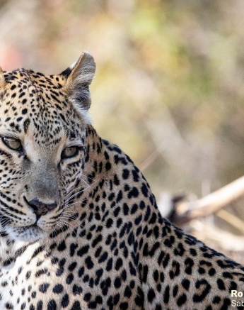 B09ronald Mutero Ntsumi And Cub 01082021 3 Final