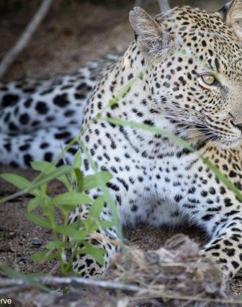 A14Graeme Stewart Kigelia 110222 Final