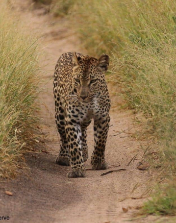 19andries.ndlovu Leopard 14.3.20 1 Final 19andries.ndlovu Leopard 14.3.20 1 Final