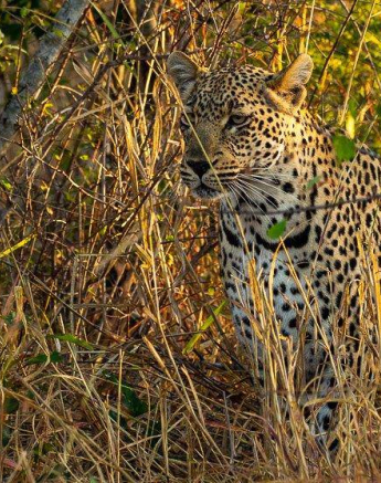 48andries Leopard.musutlu 310720 4 48andries Leopard.musutlu 310720 4