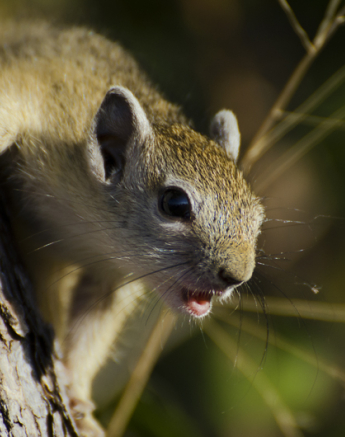 Tree Squirrel Tree Squirrel