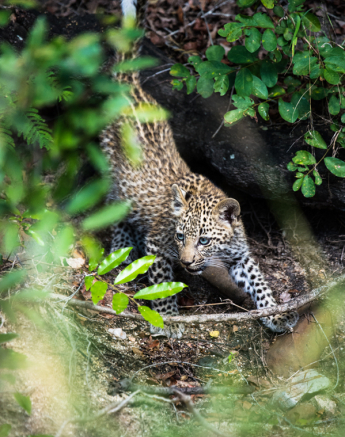 Leopard Cub 7 Leopard Cub 7