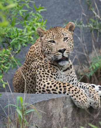 Grant Rodewijk Maxebeni 3 Grant Rodewijk Maxebeni 3