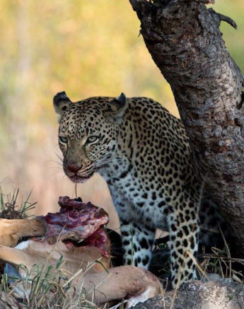 08Grant Rodewijk Little Bush Female And Cub 3 08Grant Rodewijk Little Bush Female And Cub 3