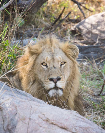 04Fourways Lion Courtney 1 04Fourways Lion Courtney 1