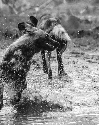 18Justin Stanley Wild Dogs 290116 18Justin Stanley Wild Dogs 290116
