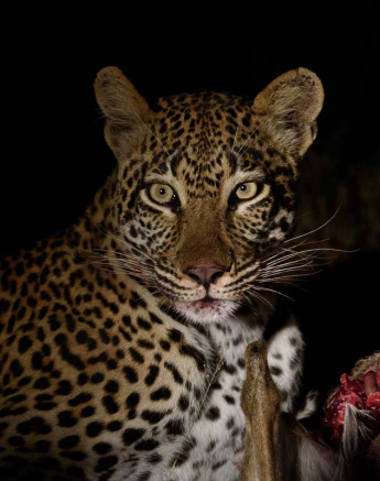 Mike Palmer Hlarulini 070316 6 Mike Palmer Hlarulini 070316 6