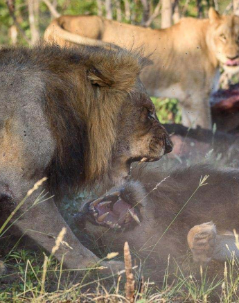 24Mike Palmer Lion Kill 260416 2 24Mike Palmer Lion Kill 260416 2