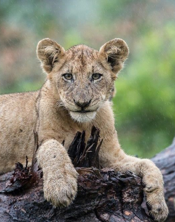 08Terry Ennever Lion Cubs 8117 4 Final 08Terry Ennever Lion Cubs 8117 4 Final