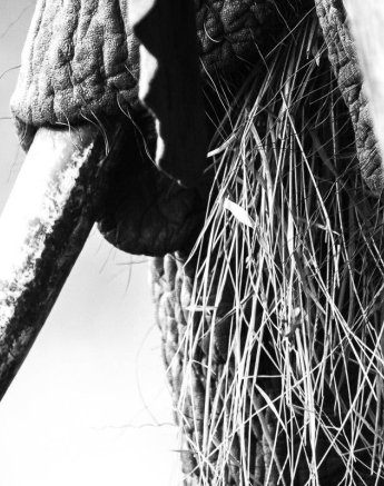 16Sheldon Hooper Ele Grass 12 04 17 Final 16Sheldon Hooper Ele Grass 12 04 17 Final