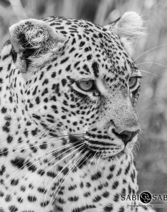 19Greg Heasman Female Leopard Not Sure On Id 02 12 17 1 Final 19Greg Heasman Female Leopard Not Sure On Id 02 12 17 1 Final
