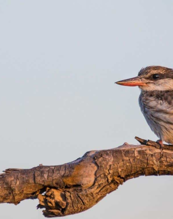 31Kevan Dobbie Striped Kingfisher 091018 Final 31Kevan Dobbie Striped Kingfisher 091018 Final