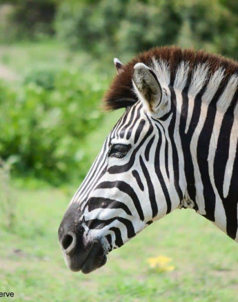24Ronald Mutero Zebra 19122019 2 Final 24Ronald Mutero Zebra 19122019 2 Final