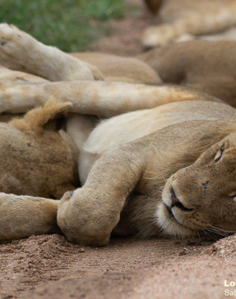 24Louise Murrau Kambula 06022021 Final