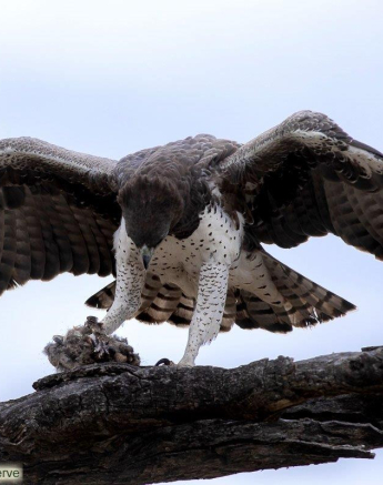 11Tyron Van Der Walt Martial Eagle 160720 2 Edit Final