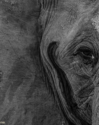 01andries Elephant 030521 1 Final 01andries Elephant 030521 1 Final