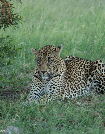 A13David Den Hartog Nweti Male 22 01 2022 Final