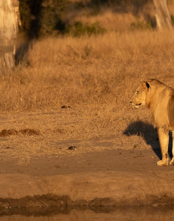 07Kevin Van Der Linde Talamati Lions And Rhino 15062019 Sigma 70 200 F2.8 5 Final 07Kevin Van Der Linde Talamati Lions And Rhino 15062019 Sigma 70 200 F2.8 5 Final