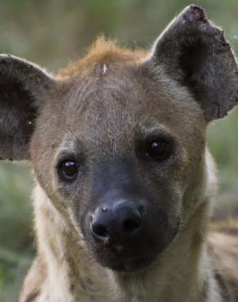 Confused Hyena Confused Hyena